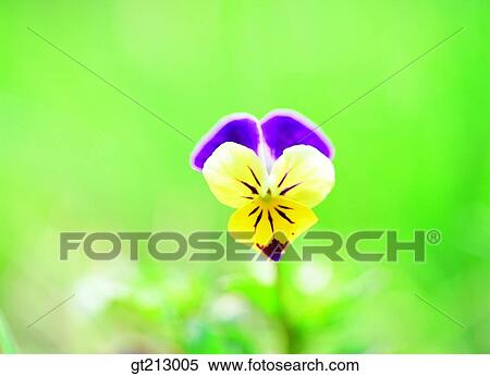 Stock Photography - pansy, Pansy, closeup, close up, close shot, spring, flower. Fotosearch
