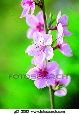 peach blossom, blossom, closeup, close up, close shot, flower, outdoor View Large Photo Image Stock Image - peach blossom, blossom, closeup, close up, close shot, flower, outdoor. Fotosearch