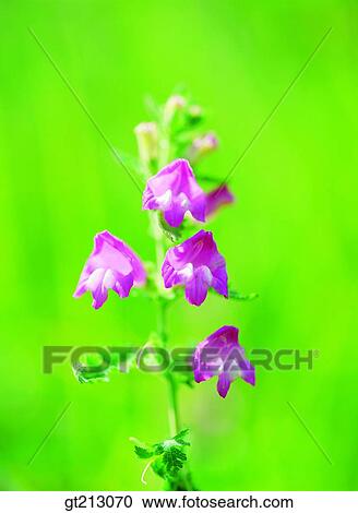 Phtheirospermum japonicum, weed, flower, outdoor, exterior, day, daytime View Large Photo Image Stock Image - Phtheirospermum japonicum, weed, flower, outdoor, exterior, day, daytime. Fotosearch