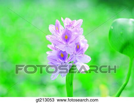 plantain lily, lily, marine life, marine plant, plants, vegetation, water grass View Large Photo Image Stock Image - plantain lily, lily, marine life, marine plant, plants, vegetation, water grass. Fotosearch