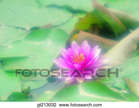 pond, lotus leaves, lotus leaf, lotus flower, marine life, marine plant, plants View Large Photo Image Stock Image - pond, lotus leaves, lotus leaf, lotus flower, marine life, marine plant, plants. Fotosearch