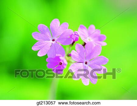 Primrose, primrose, leaf, leaves, closeup, close up, close shot View Large Photo Image Stock Photo - Primrose, primrose, leaf, leaves, closeup, close up, close shot. Fotosearch