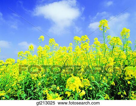 rapegarden, flower farm, flower garden, rapesky, cloud, clouds, garden View Large Photo Image Stock Photography - rapegarden, flower farm, flower garden, rapesky, cloud, clouds, garden. Fotosearch