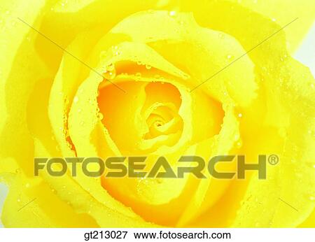 rose, closeup, close up, close shot, waterdrop, flower, outdoor View Large Photo Image Stock Photo - rose, closeup, close up, close shot, waterdrop, flower, outdoor. Fotosearch