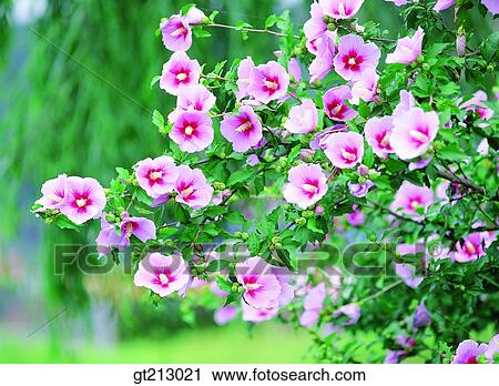 Stock Image - rose of sharon, rose of Sharon, rose of sharon, rose of Sharontree, blossom, summer, flower. Fotosearch