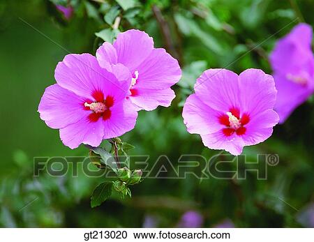 rose of sharon, rose of Sharon, summer, blossom, flower, outdoor, exterior View Large Photo Image Stock Image - rose of sharon, rose of Sharon, summer, blossom, flower, outdoor, exterior. Fotosearch
