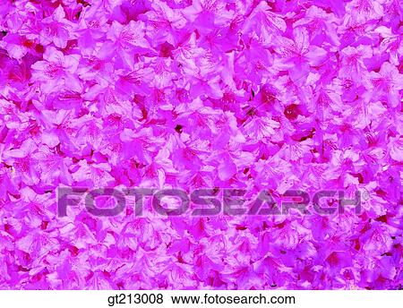 Stock Photo - royal azalea, rhododendron, Schlippenbachii, scene, scenery, background, flower. Fotosearch