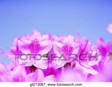 royal azalea, rhododendron, Schlippenbachii, leaf, leaves, closeup, close up View Large Photo Image Stock Photo - royal azalea, rhododendron, Schlippenbachii, leaf, leaves, closeup, close up. Fotosearch