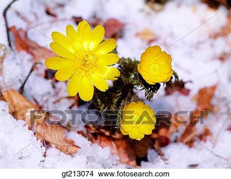 snow, flower, outdoor, exterior, day, daytime, daylight View Large Photo Image Picture - snow, flower, outdoor, exterior, day, daytime, daylight. Fotosearch