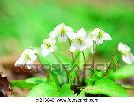 spring, flower, outdoor, exterior, day, daytime, daylight View Large Photo Image Stock Image - spring, flower, outdoor, exterior, day, daytime, daylight. Fotosearch