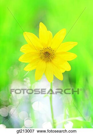 sunflower, closeup, close up, close shot, summer, flower, outdoor View Large Photo Image Stock Photo - sunflower, closeup, close up, close shot, summer, flower, outdoor. Fotosearch