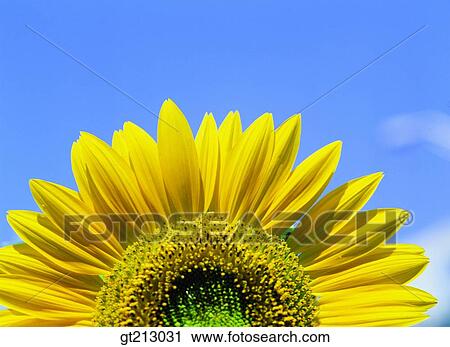 Stock Image - sunflower, leaf, leaves, closeup, close up, close shot, flower. Fotosearch