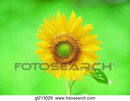 Stock Photo - sunflower, leaf, leaves, closeup, close up, close shot, summer. Fotosearch