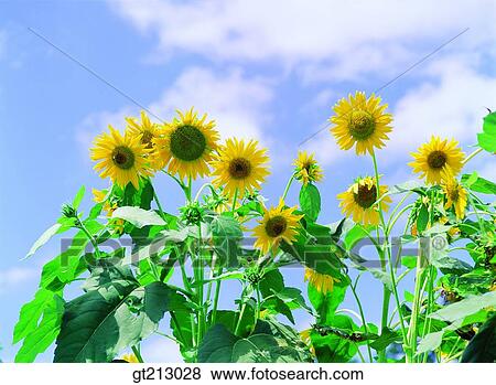 sunflower, sky, cloud, clouds, summer, flower, outdoor View Large Photo Image Stock Photo - sunflower, sky, cloud, clouds, summer, flower, outdoor. Fotosearch