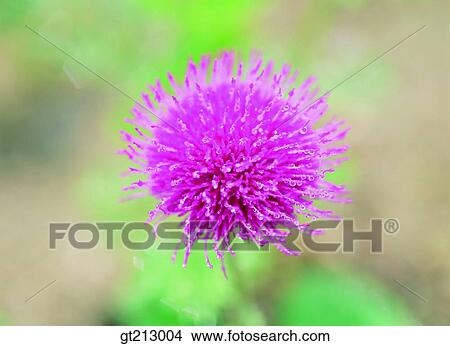 thistle, closeup, close up, close shot, flower, outdoor, exterior View Large Photo Image Picture - thistle, closeup, close up, close shot, flower, outdoor, exterior. Fotosearch