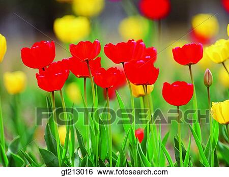 Stock Photograph - tulip, tulips, blossom, spring, flower, outdoor, exterior. Fotosearch