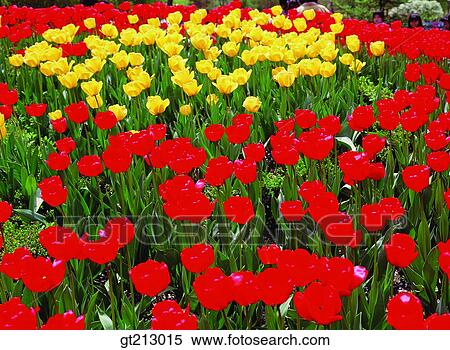 tulip, tulips, garden, flower farm, flower garden, spring, people View Large Photo Image Stock Photography - tulip, tulips, garden, flower farm, flower garden, spring, people. Fotosearch