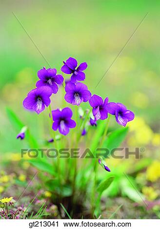 violet, pansy, purple, violet, spring, blossom, flower View Large Photo Image Stock Image - violet, pansy, purple, violet, spring, blossom, flower. Fotosearch