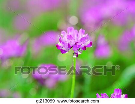 waterdrop, garden, flower farm, flower garden, one flower, flower, outdoor View Large Photo Image Stock Photo - waterdrop, garden, flower farm, flower garden, one flower, flower, outdoor. Fotosearch