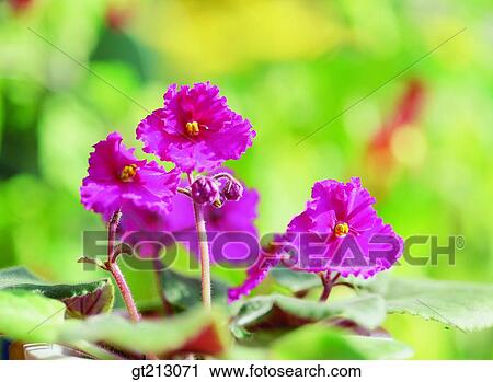 Stock Image - wild flower, flower, outdoor, exterior, day, daytime, daylight. Fotosearch