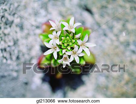 Stock Photograph - wild flower, rockwhite flower, white, flower, outdoor, exterior, day. Fotosearch