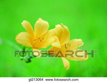 Picture - yellow day lily, day lily, summer, blossom, closeup, close up, close shot. Fotosearch