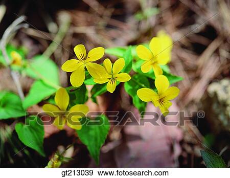 yellow pansy, spring, leaf, leaves, flower, outdoor, exterior View Large Photo Image Stock Photo - yellow pansy, spring, leaf, leaves, flower, outdoor, exterior. Fotosearch