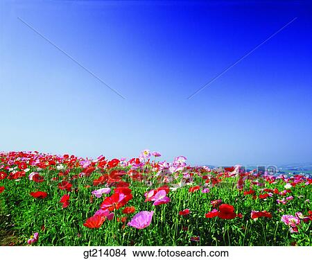 Picture - nature, landscape, scenery, scene, outdoor, exterior, day. Fotosearch