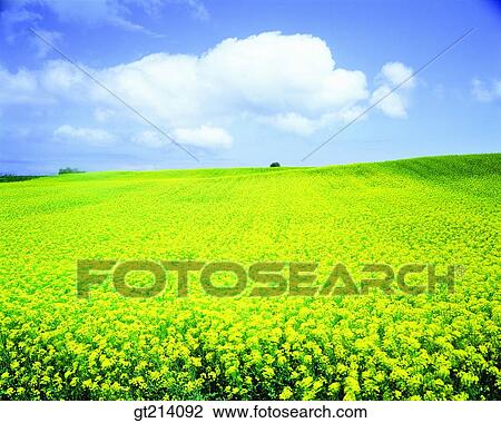 nature, landscape, scenery, scene, outdoor, exterior, day View Large Photo Image Stock Image - nature, landscape, scenery, scene, outdoor, exterior, day. Fotosearch
