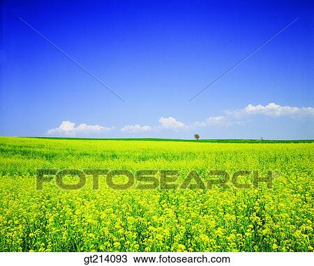 Stock Image - nature, landscape, scenery, scene, outdoor, exterior, day. Fotosearch