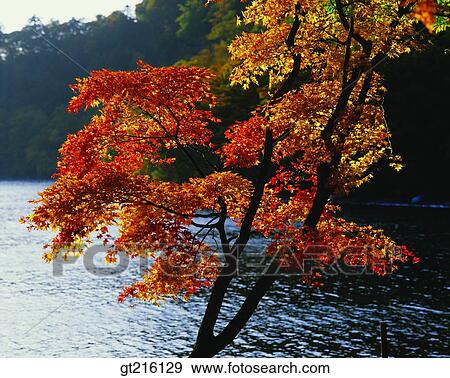 day, maple, exterior, outdoor, season, daylight, autumn View Large Photo Image Stock Photo - day, maple, exterior, outdoor, season, daylight, autumn. Fotosearch