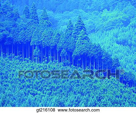 Stock Photo - forest, trees, woods, needle leaf tree, acicular tree, acicular tree, mountain. Fotosearch