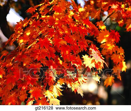 Stock Photo - leaf, leaves, autumn, maple, season, closeup, close shot. Fotosearch