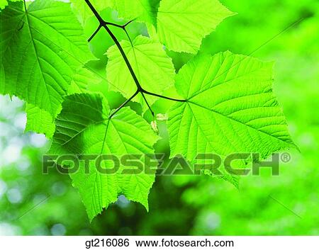 leaf, leaves, closeup, close shot, nature, natural image, outdoor View Large Photo Image Stock Photograph - leaf, leaves, closeup, close shot, nature, natural image, outdoor. Fotosearch