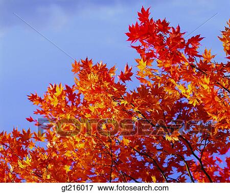 maple, autumn, outdoor, exterior, day, daylight, daytime View Large Photo Image Stock Photo - maple, autumn, outdoor, exterior, day, daylight, daytime. Fotosearch