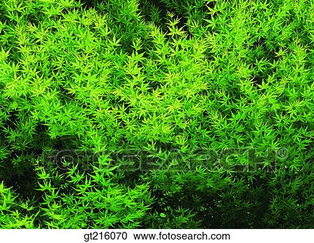 maple tree, tree, nature, natural image, outdoor, exterior, day View Large Photo Image Stock Image - maple tree, tree, nature, natural image, outdoor, exterior, day. Fotosearch