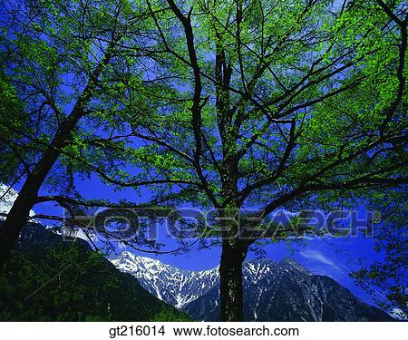 Picture - nature, landscape, scenery, scene, tree, mountain, outdoor. Fotosearch