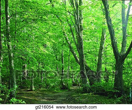 nature, landscape, scenery, scene, lane, mountain, road View Large Photo Image Picture - nature, landscape, scenery, scene, lane, mountain, road. Fotosearch