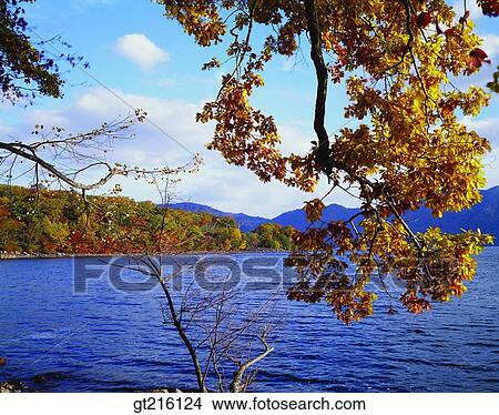 nature, landscape, scenery, scene, nature, riverleaf, leaves View Large Photo Image Picture - nature, landscape, scenery, scene, nature, riverleaf, leaves. Fotosearch