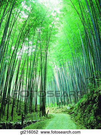 nature, landscape, scenery, scene, path, lane, street View Large Photo Image Stock Image - nature, landscape, scenery, scene, path, lane, street. Fotosearch