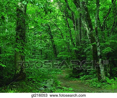 nature, landscape, scenery, scene, path, lane, street View Large Photo Image Stock Image - nature, landscape, scenery, scene, path, lane, street. Fotosearch
