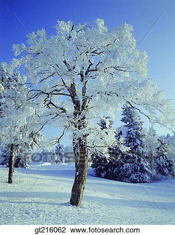 nature, landscape, scenery, scene, winter, snowscape, tree View Large Photo Image Stock Image - nature, landscape, scenery, scene, winter, snowscape, tree. Fotosearch