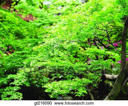 nature, landscape, scenery, scene, tree, branch, forest View Large Photo Image Stock Image - nature, landscape, scenery, scene, tree, branch, forest. Fotosearch