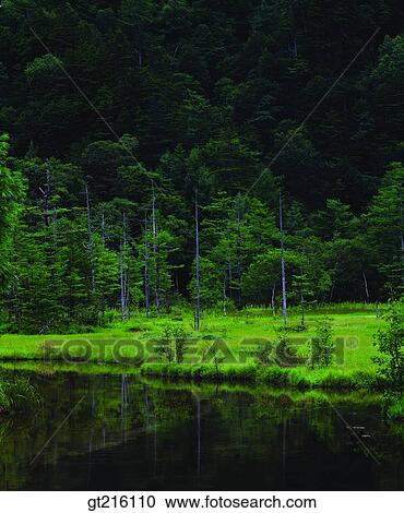 nature, landscape, scenery, scene, river, mountain, forest View Large Photo Image Stock Image - nature, landscape, scenery, scene, river, mountain, forest. Fotosearch