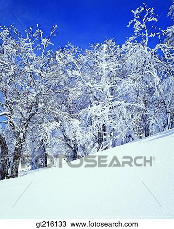 Stock Image - nature, landscape, scenery, scene, winter, snowscape, tree. Fotosearch