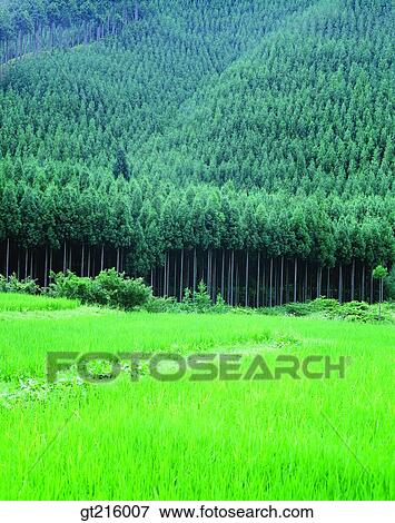 nature, landscape, scenery, scene, mountain, forest, trees View Large Photo Image Stock Photo - nature, landscape, scenery, scene, mountain, forest, trees. Fotosearch