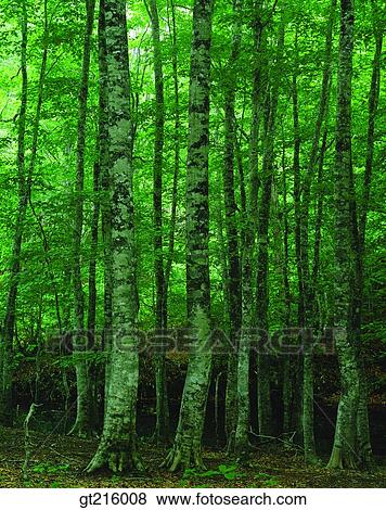 nature, landscape, scenery, scene, forest, trees, woods View Large Photo Image Stock Photo - nature, landscape, scenery, scene, forest, trees, woods. Fotosearch