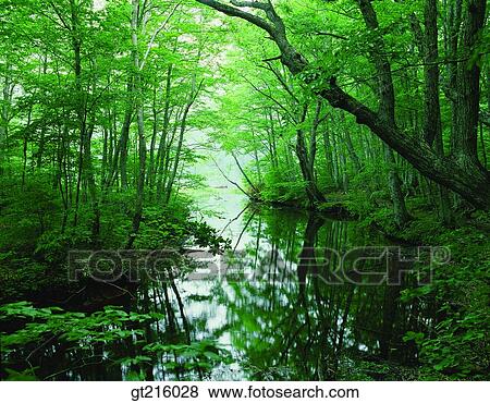 nature, landscape, scenery, scene, valley, forest, trees View Large Photo Image Stock Photo - nature, landscape, scenery, scene, valley, forest, trees. Fotosearch