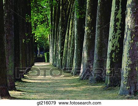 nature, landscape, scenery, scene, path, lane, street View Large Photo Image Stock Photo - nature, landscape, scenery, scene, path, lane, street. Fotosearch