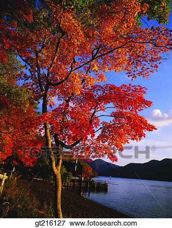 nature, landscape, scenery, scene, nature, riverleaf, leaves View Large Photo Image Stock Photo - nature, landscape, scenery, scene, nature, riverleaf, leaves. Fotosearch